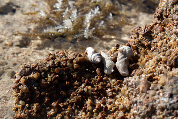 Hermit crabs on sandstone at low tide in the Red Sea