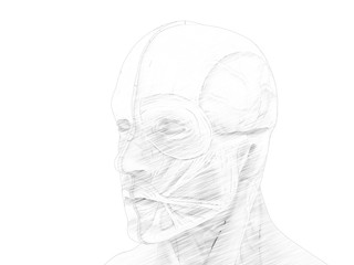3D rendering - sketch human muscle anatomy