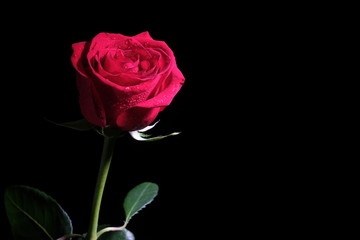 One red rose on a dark background
