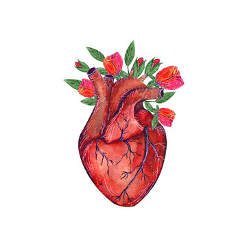 Featured image of post Watercolor Anatomical Heart Tattoo Fleur violette is a 7 x 10 1 4 inch original watercolor painting on 140 lb