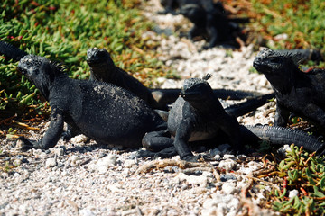 iguanas of galapagos
