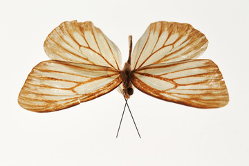 Naklejka na ściany i meble Butterfly specimen on white background 