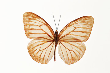 Fototapeta na wymiar Butterfly specimen on white background 