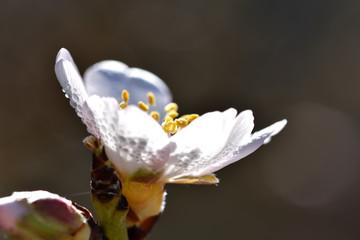 Fototapeta na wymiar White almond blossom covered with dew and illuminated by morning light