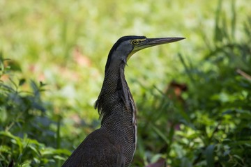 Bare throated tiger heron 