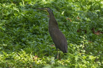 Bare throated tiger heron 