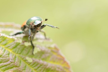 Naklejka premium fly on leaf