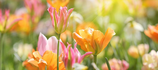 Tulpen in roten und gelben Farben und Mustern