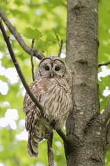 owl on branch