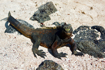 iguana of galapagos