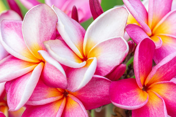 Fototapeta na wymiar Closeup pink frangipani flowers or plumeria flowers, Beautiful blossom tropical tree
