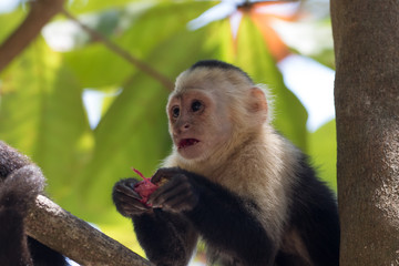 Capuchin monkey (Cebus)