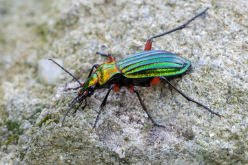 a ground beetle - Carabus auronitens