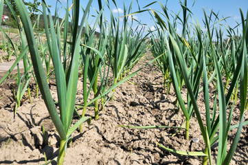 Obraz premium Garlic grows in the open ground