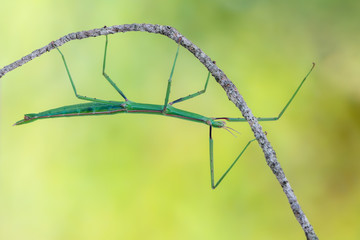 walking stick observed near Santa Susanna, Spain