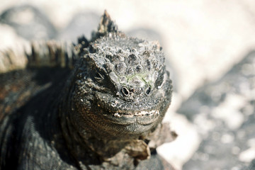 iguana of galapagos