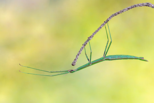 Stuckiger Insecte Stick-Bug bilder – Bläddra bland 290 stockfoton, vektorer och videor ...