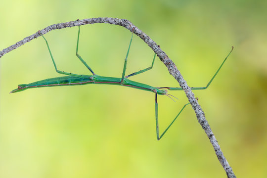 walking stick observed near Santa Susanna, Spain
