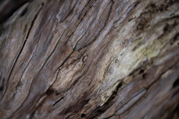 rough wood and texture