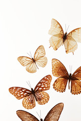 Butterfly specimen on white background 