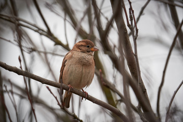 The female of house sparrow, Passer domesticus, a bird of the sparrow family Passeridae, found in most parts of the world, sitting on the stick of the bush without leaves during the cold winter day.