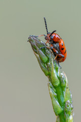 Spotted Asparagus Beetle (Crioceris duodecimpunctata)