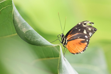 butterfly on flower