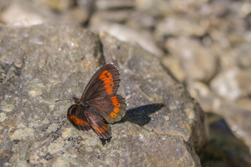 Schmetterling