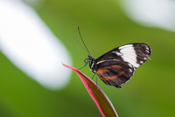 Fototapeta na wymiar butterfly on leaf