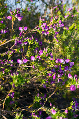 Fototapeta na wymiar Image of some violet flowers on a branch, during spring