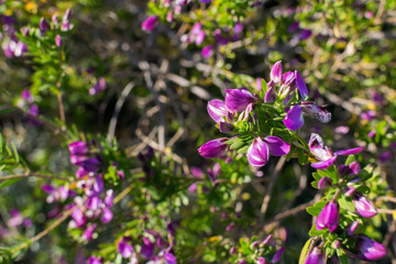 Image of some violet flowers on a branch, during spring