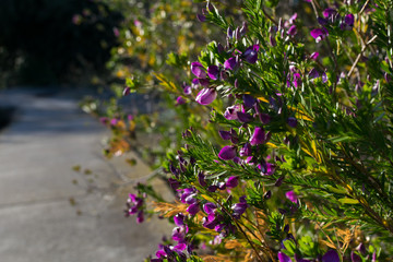 Image of some violet flowers on a branch, during spring