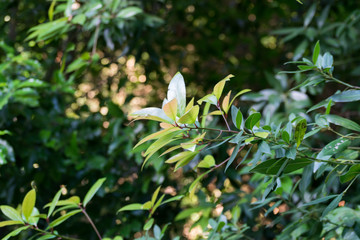 Image of a green plant, bathed in the sun, during spring