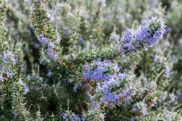 Image of some violet flowers, growing in the undergrowth, during spring