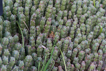Image of a cactus set, during spring
