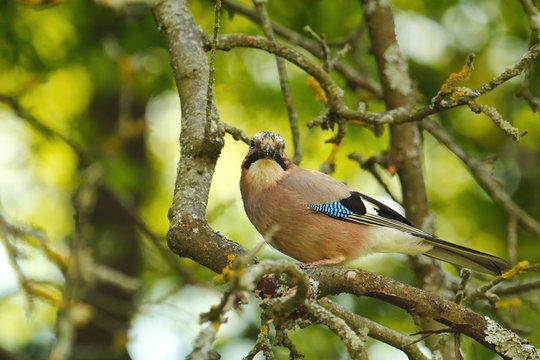 Ein Eichelh&auml;her sitzt im Sommer abends auf einem abgestorbenen Ast, Garrulus glandarius