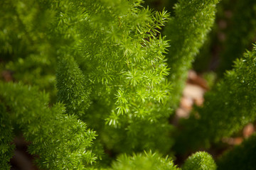 Green leaves for abstraction