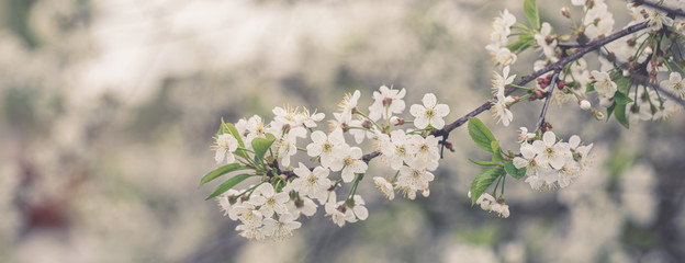 Full blossoming cherry tree branch with white flowers, toned