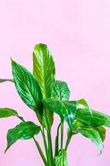 Fototapete Toilette green small palm  leaves close up house plant picture, pink color  background empty space for text  © chalyshevae