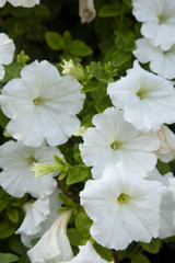 White Morning Glories in the sunshine