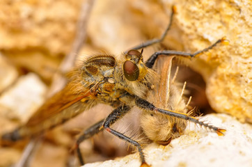 Macro shot of a robber fly in the garden