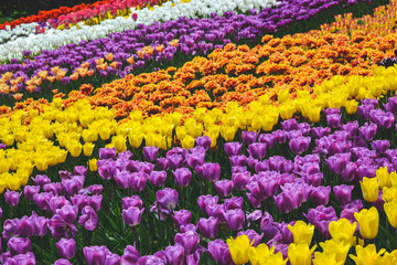colorful fiels with tulips in spring time