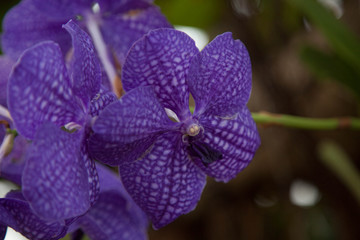 Purple Orchid outdoors