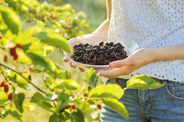 Woman hand holding ripe berries mulberries, garden with mulberry tree