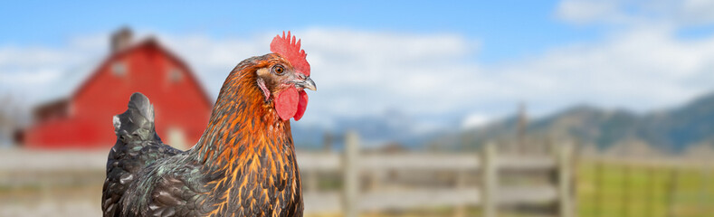 A close up of an adult (Copper Maran) hen chicken on a farm.