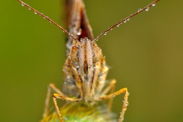 Closeup beautiful butterfly in a summer garden