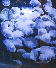 blue jellyfishes in the water