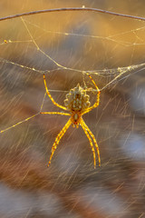  Beautiful spider on a spider web 