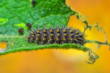 Close up beautiful caterpillar of butterfly  