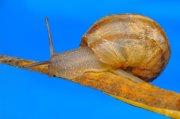 Close up  beautiful Snail in the garden